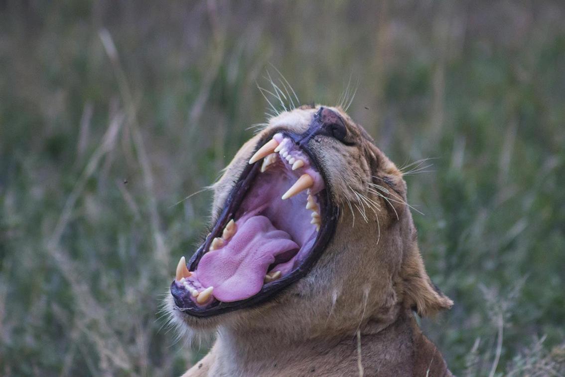 Vila Monwana Rezervace Thornybush Exteriér fotografie