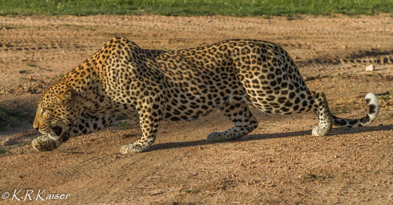 Vila Monwana Rezervace Thornybush Exteriér fotografie